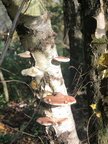 IMG-20241019-WA0008[1]