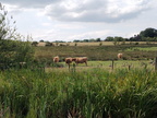 IMG-20250723-WA0006[1]